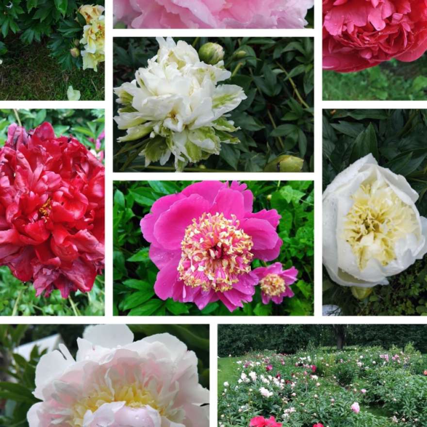 Brīnumainā pēcpusdiena peoniju dārzā